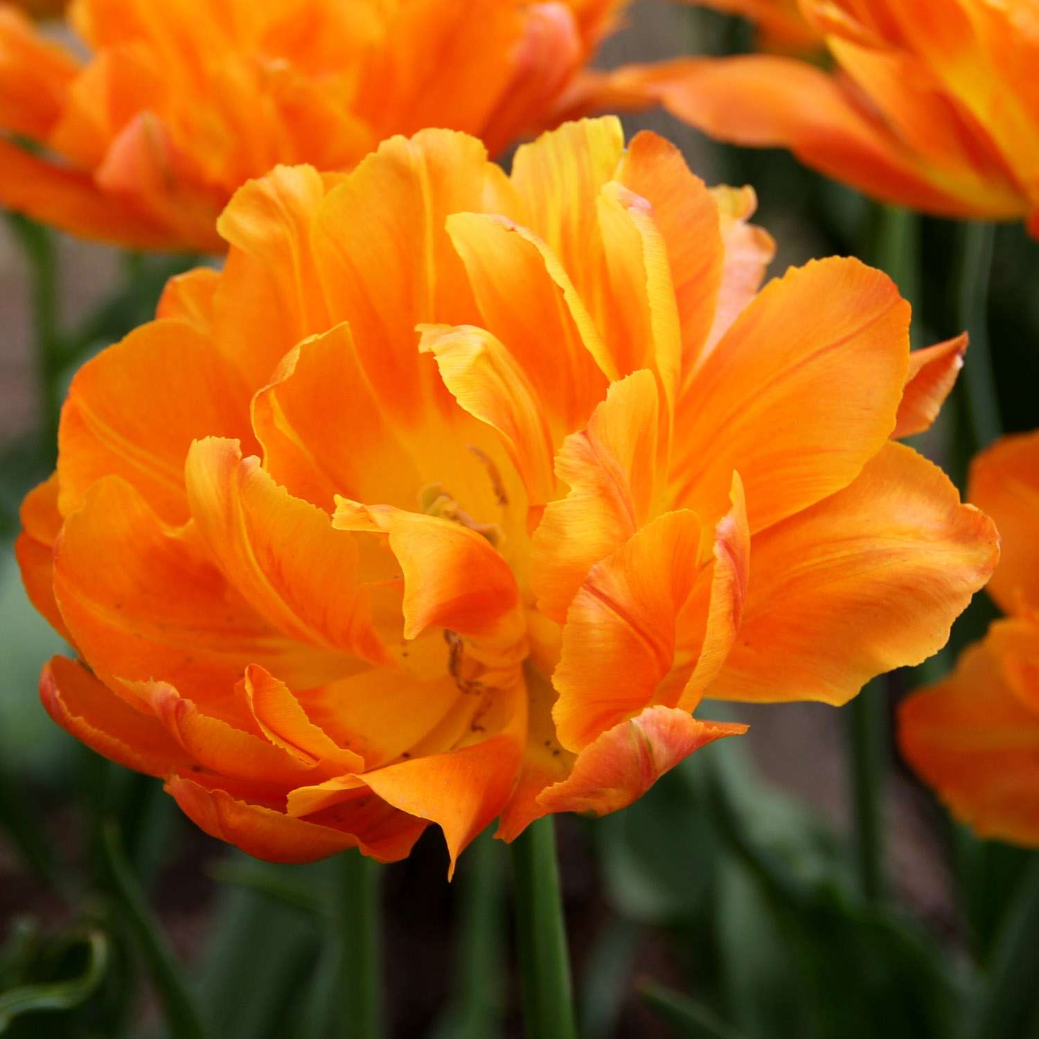 Tulipe 'Orca'